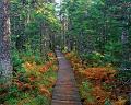 Nature (49)